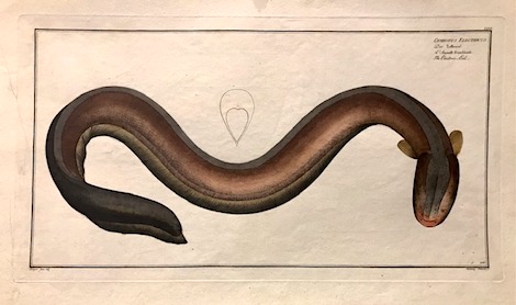 Bloch Marcus Elieser (1723-1799) Gymnotus Electricus. Der Zitteraal. L'Anguille tremblante. The Electric-Eel 1785 Berlino 